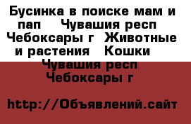 Бусинка в поиске мам и пап. - Чувашия респ., Чебоксары г. Животные и растения » Кошки   . Чувашия респ.,Чебоксары г.